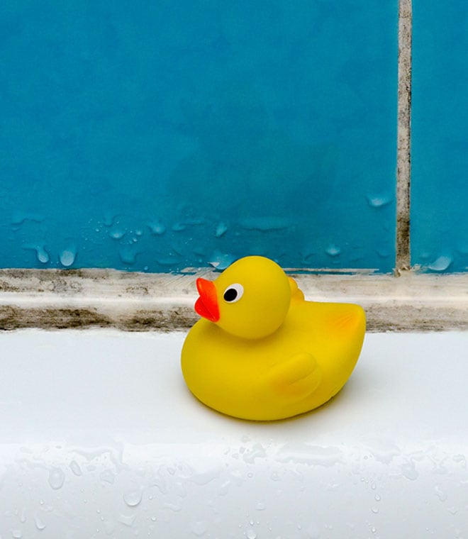 Rubber duck on a moldy bath tub